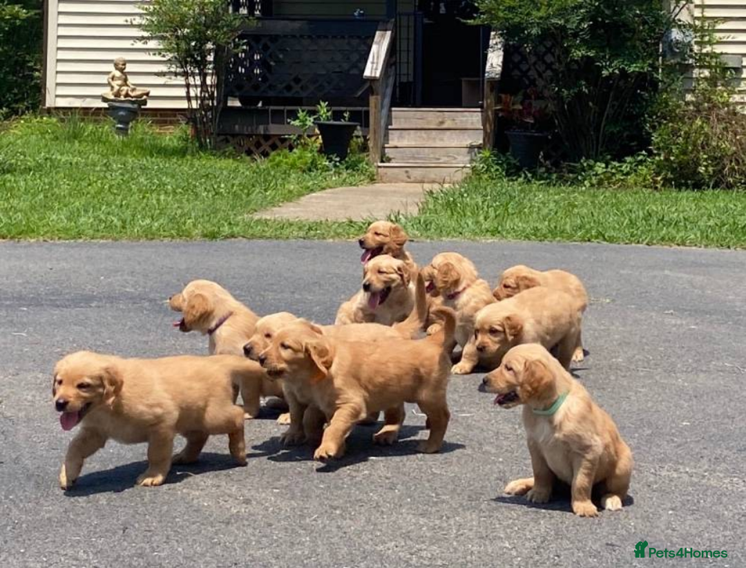 Golden Retriever dogs for sale: beautiful litter of kc Golden Retriever puppies - Image 11