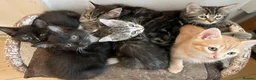 Mixed Breed cats for sale: Beautiful Kittens for sale. - Advert 3