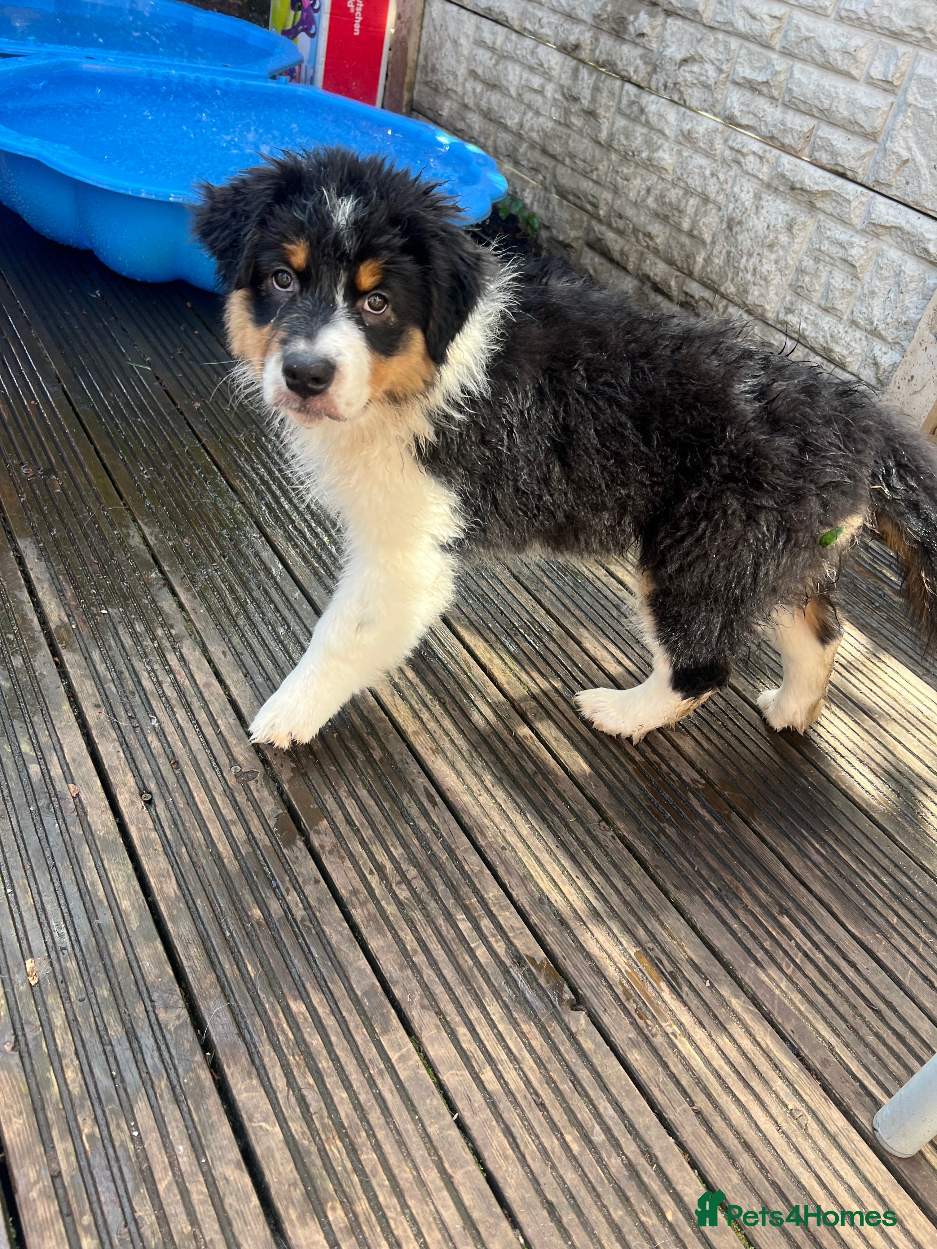Australian Shepherd dogs for sale: Australian shepherd puppies - Advert 11