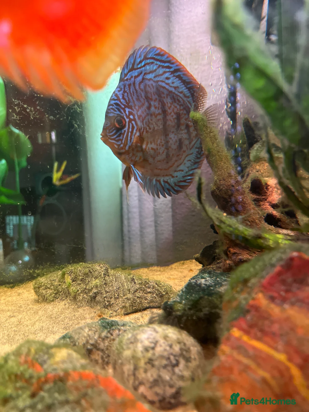 Discus fish for sale: Discus x2 - Advert 3