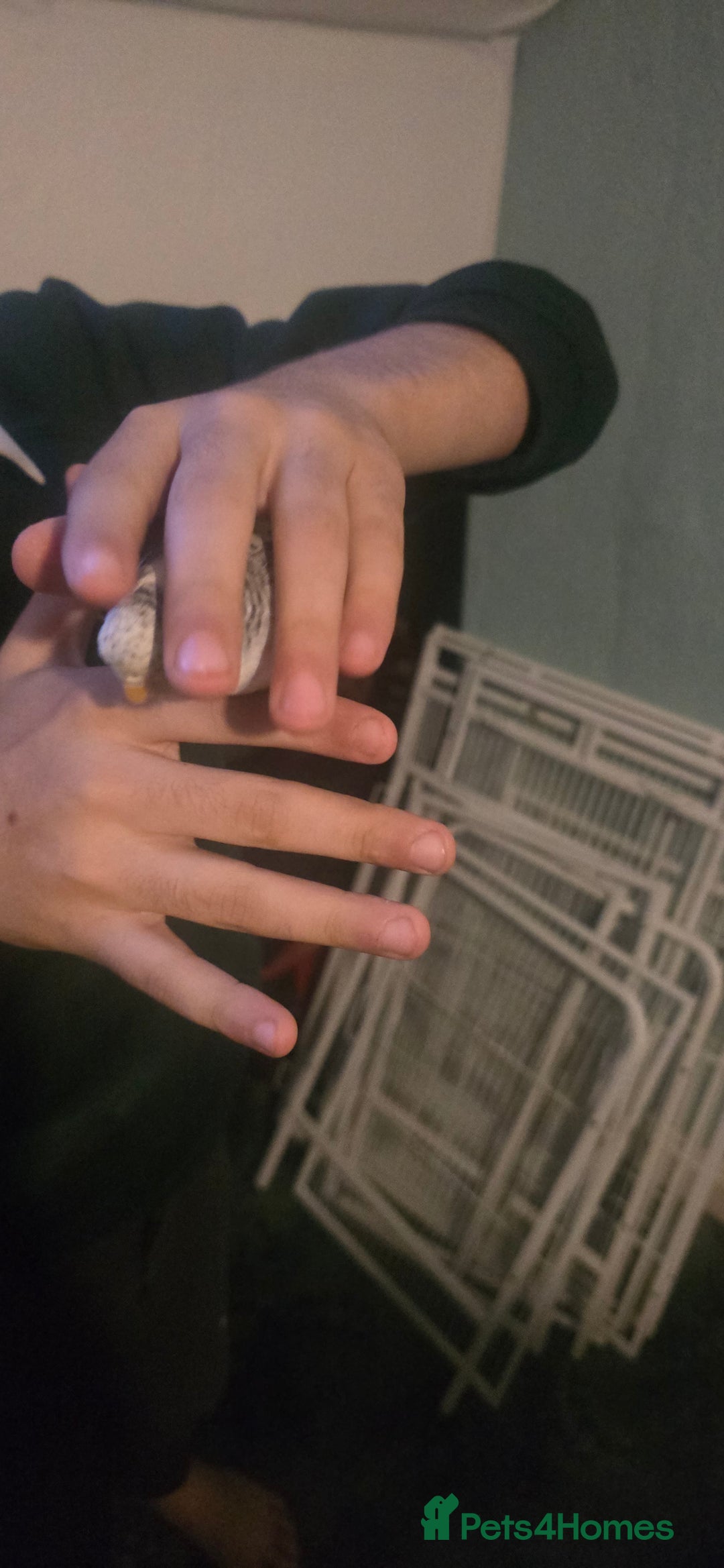 Budgerigars birds for sale: Mixed birds - Advert 8