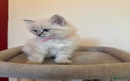 Siberian cats for sale: Stunning Siberian Kittens - Image 3