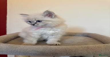 Siberian cats - Advert 15