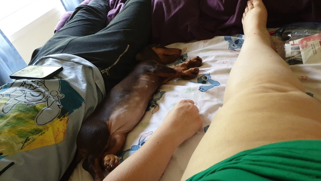Dachshund dogs for sale:  11 week old Diva female Dachound - Image 6