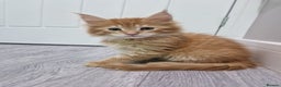 Maine Coon cats for sale: 2 Maine Coon Kittens  - Advert 10