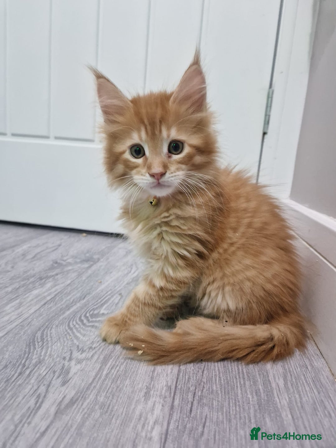 Maine Coon cats for sale: 2 Maine Coon Kittens  - Advert 10
