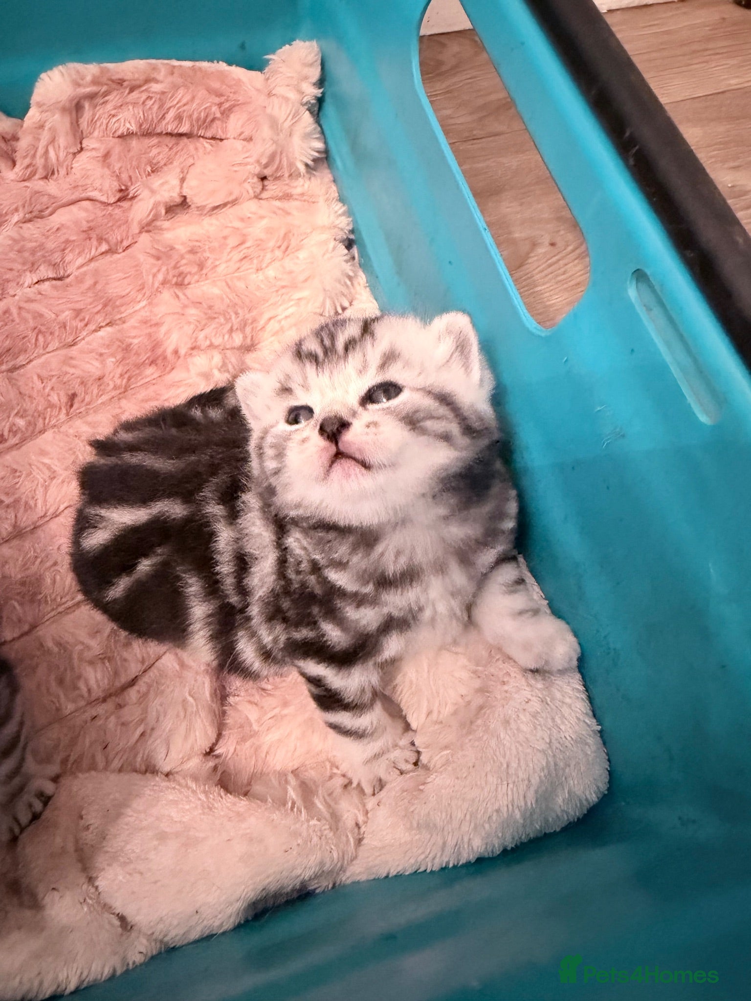 British Shorthair cats GCCF British shorthair silver tabby kittens  - Advert 2
