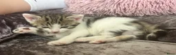 Domestic Shorthair cats for sale: Adorable domestic shorthair kittens  - Advert 11