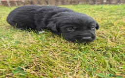 Labrador Retriever dogs for sale: Borador puppies! - Image 11