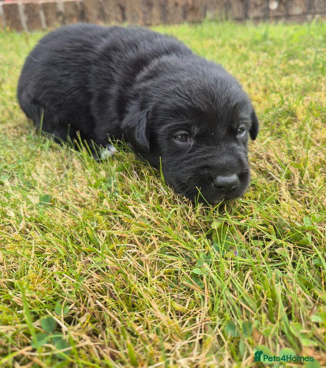 Labrador Retriever dogs for sale: Borador puppies! - Image 11
