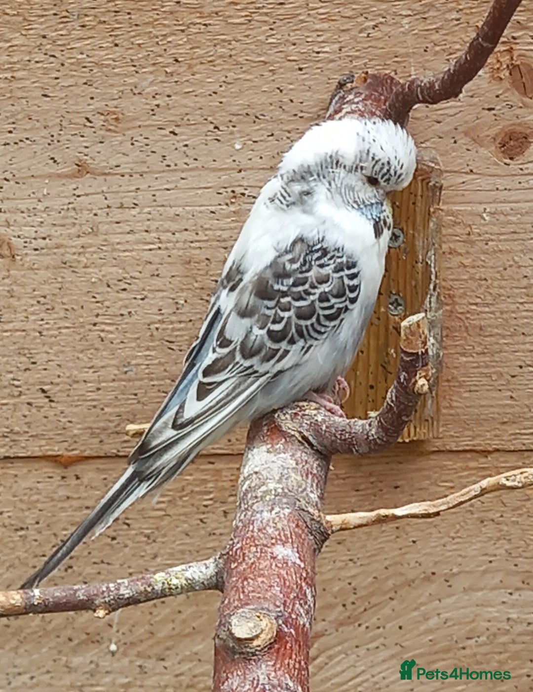 Budgerigars birds for sale: Young budgies for sale £20 sandbach cheshire - Image 6