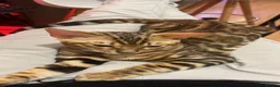 Bengal cats for sale: Bengal kitten with gorgeous patterns  - Advert 7