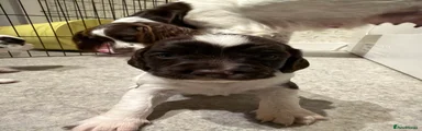 English Springer Spaniel 1