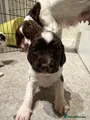 English Springer Spaniel 1