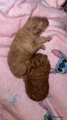 Miniature Poodle dogs - Advert 1