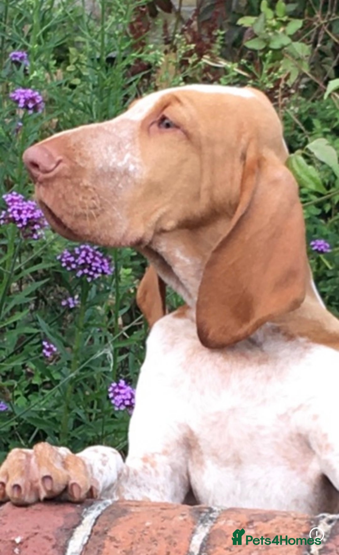 Bracco Italiano dogs for sale: Adorable Bracco Puppies Due 3rd October  - Image 1