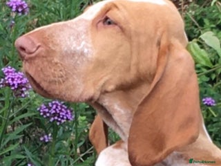 Bracco Italiano dogs - Advert 2