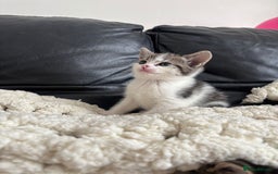 Domestic Shorthair cats for sale: 6 female kitten for sale - Image 14