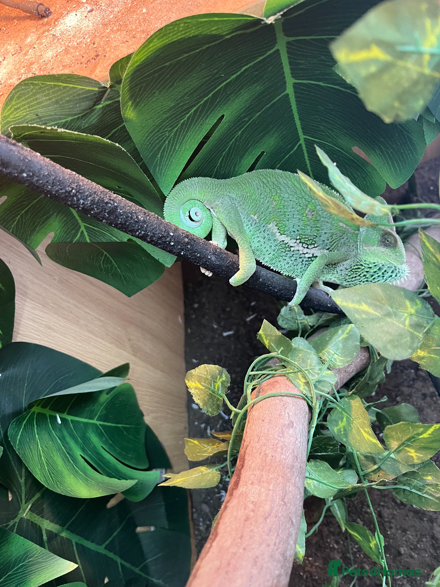 Chameleon reptiles Yaman Chameleon  - Advert 1