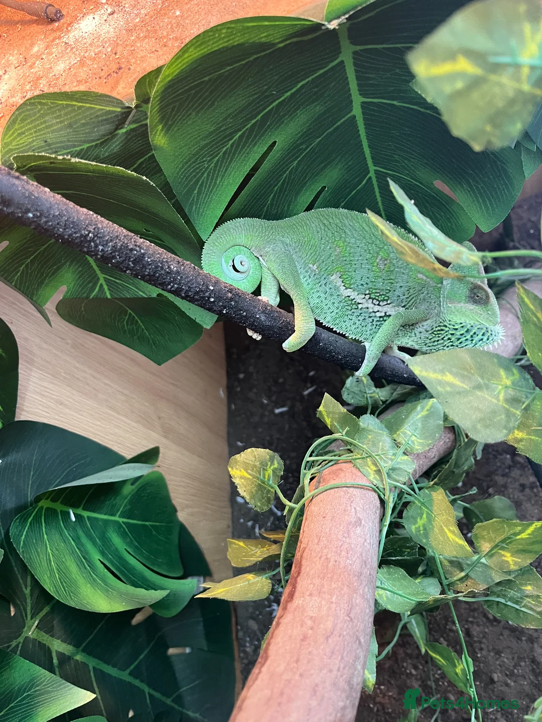 Chameleon reptiles for sale: Yaman Chameleon  in Colwyn Bay - Advert 1