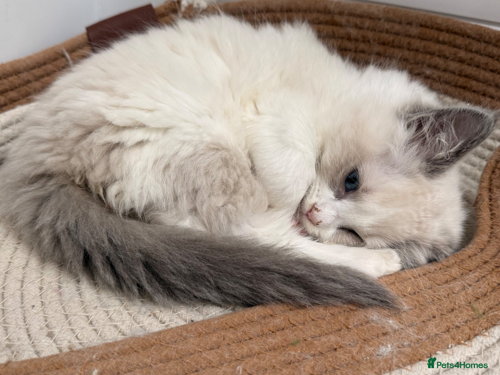 Ragdoll cats 🏅Beautiful GCCF champ blood ragdoll kittens🏅❤️ - Advert 1