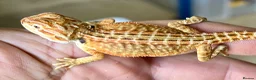 Bearded Dragon reptiles for sale: Red hypo trans Genetic Stripe Bearded Dragons - Advert 9