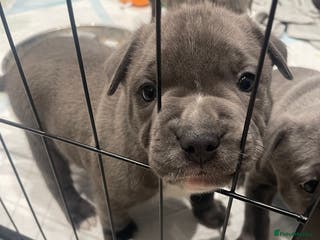 Staffordshire Bull Terrier dogs Blue staffie puppies - Advert 16