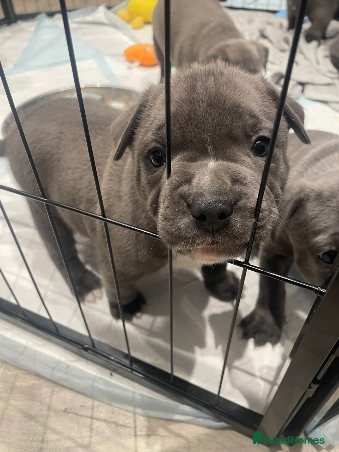 Staffordshire Bull Terrier dogs for sale: Blue staffie puppies   - Advert 1