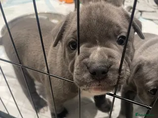 Staffordshire Bull Terrier dogs Blue staffie puppies - Advert 5