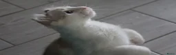 American Curl cats for sale: Beautiful, playful Rare American Curl Kittens - Advert 27