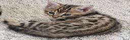 Mixed Breed cats for sale: One little bengal cross boy - Advert 2