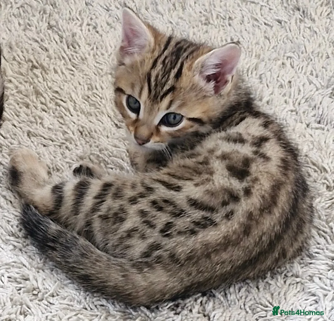 Mixed Breed cats for sale: One little bengal cross boy - Advert 2
