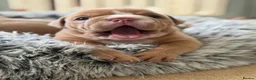 English Bulldog dogs for sale: English Bulldog Puppies  - Advert 16