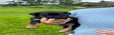Huntaway 1