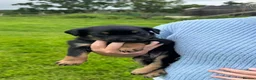 Huntaway dogs for sale: New Zealand Huntaway pups in Lochgilphead - Advert 2