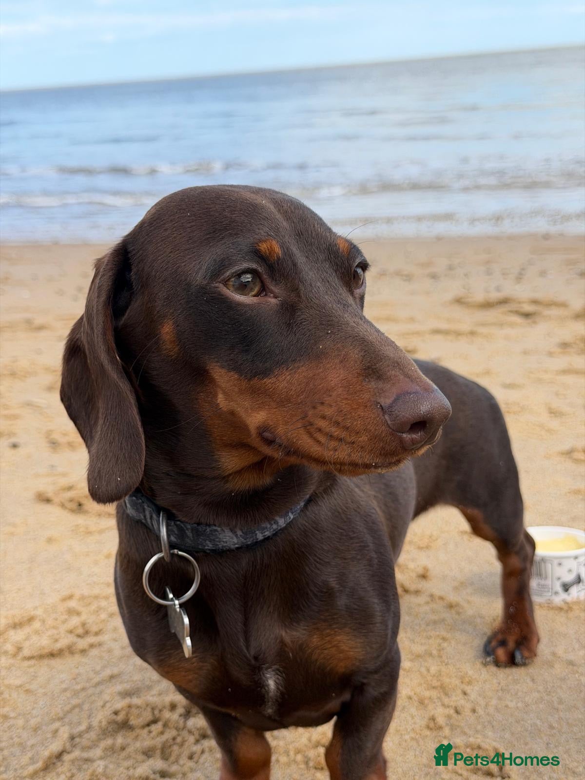 Dachshund dogs Woody - Advert 1