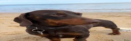 Dachshund dogs for stud: Woody in Frinton-on-Sea - Advert 1