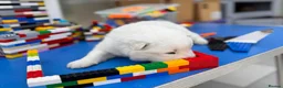 Samoyed dogs for sale: Bundle of joy 3 Puppy - Advert 35