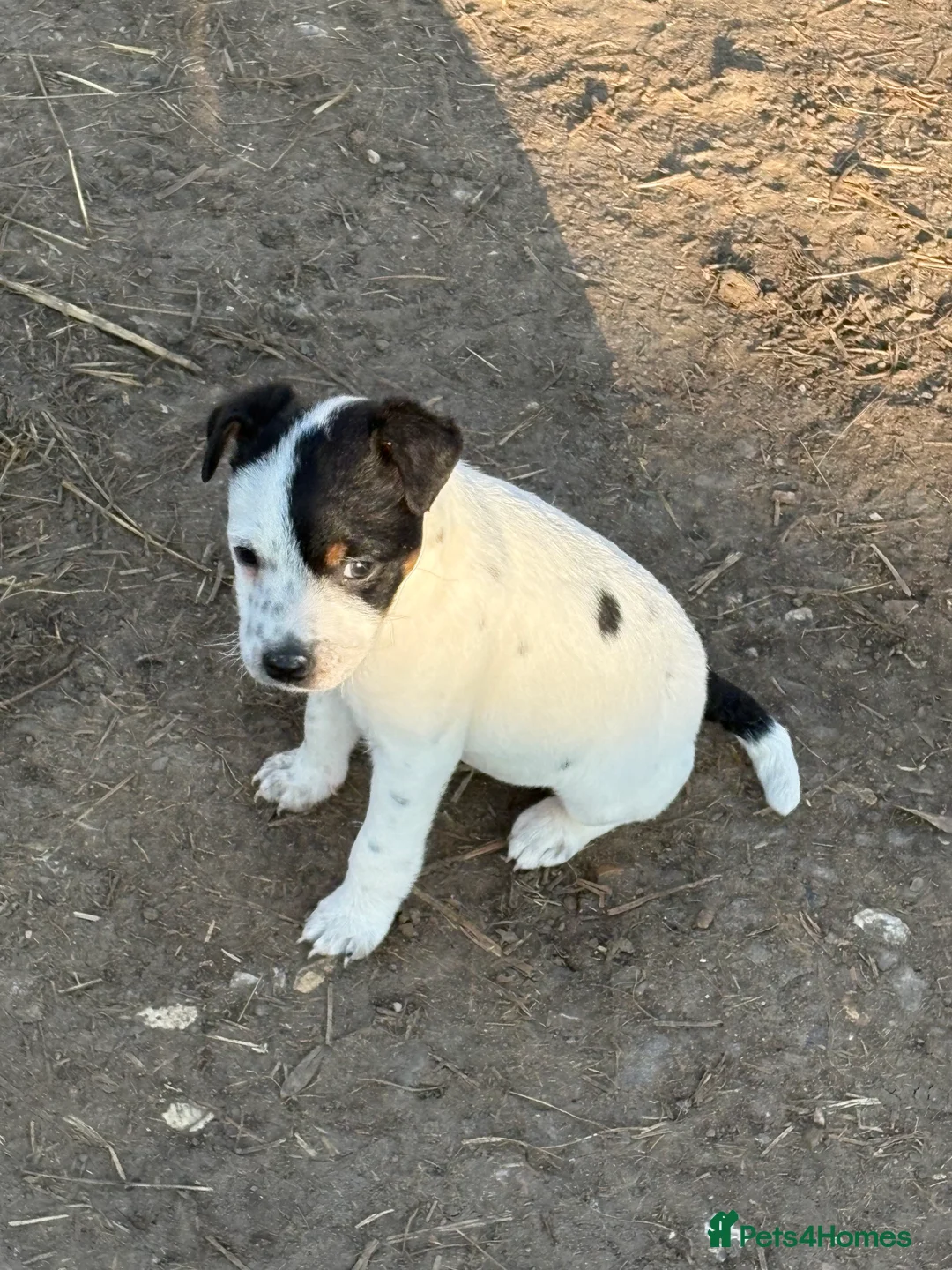 Jack Russell dogs for sale: Lovely jack russel pup - Advert 3