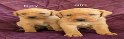 Labrador Retriever dogs for sale: Kc registered labrador puppies - Advert 1