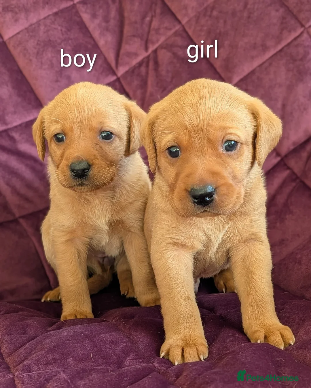 Labrador Retriever dogs for sale: Kc registered labrador puppies - Advert 1