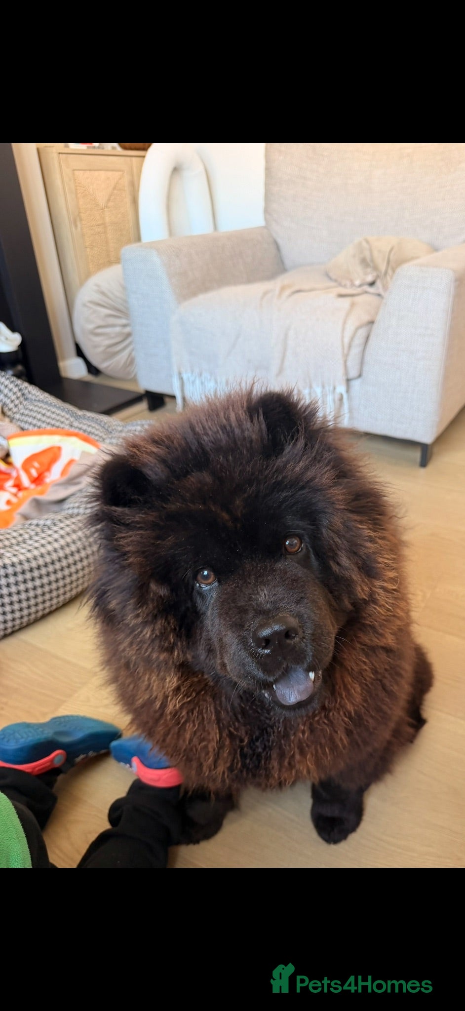 Chow Chow dogs Mini chow chow  - Advert 1