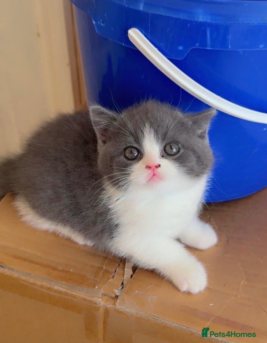 British Shorthair cats champion bloodline blue bi - Advert 2