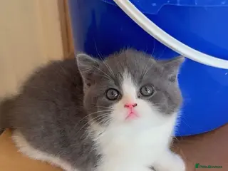 British Shorthair cats ready to leave champion bloodline blue bi - Advert 3