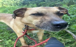 Mixed Breed dogs for adoption: Meet Piper,currently residing in Cheshire  - Image 6