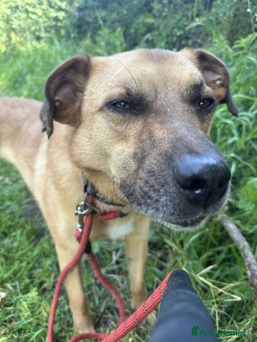 Mixed Breed dogs for adoption: Meet Piper,currently residing in Cheshire  - Image 6