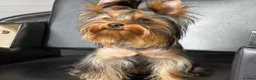 Yorkshire Terrier dogs for stud: Male Fererro.  Stud - Advert 9