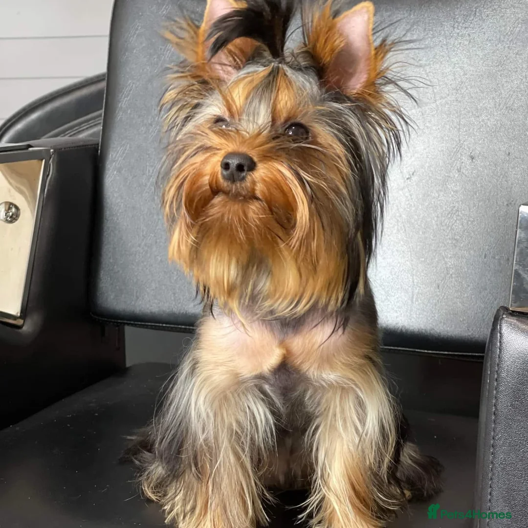 Yorkshire Terrier dogs for stud: Male Fererro.  Stud - Advert 9