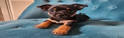Chorkie dogs for sale: Two Female Pups  in Porth - Advert 6