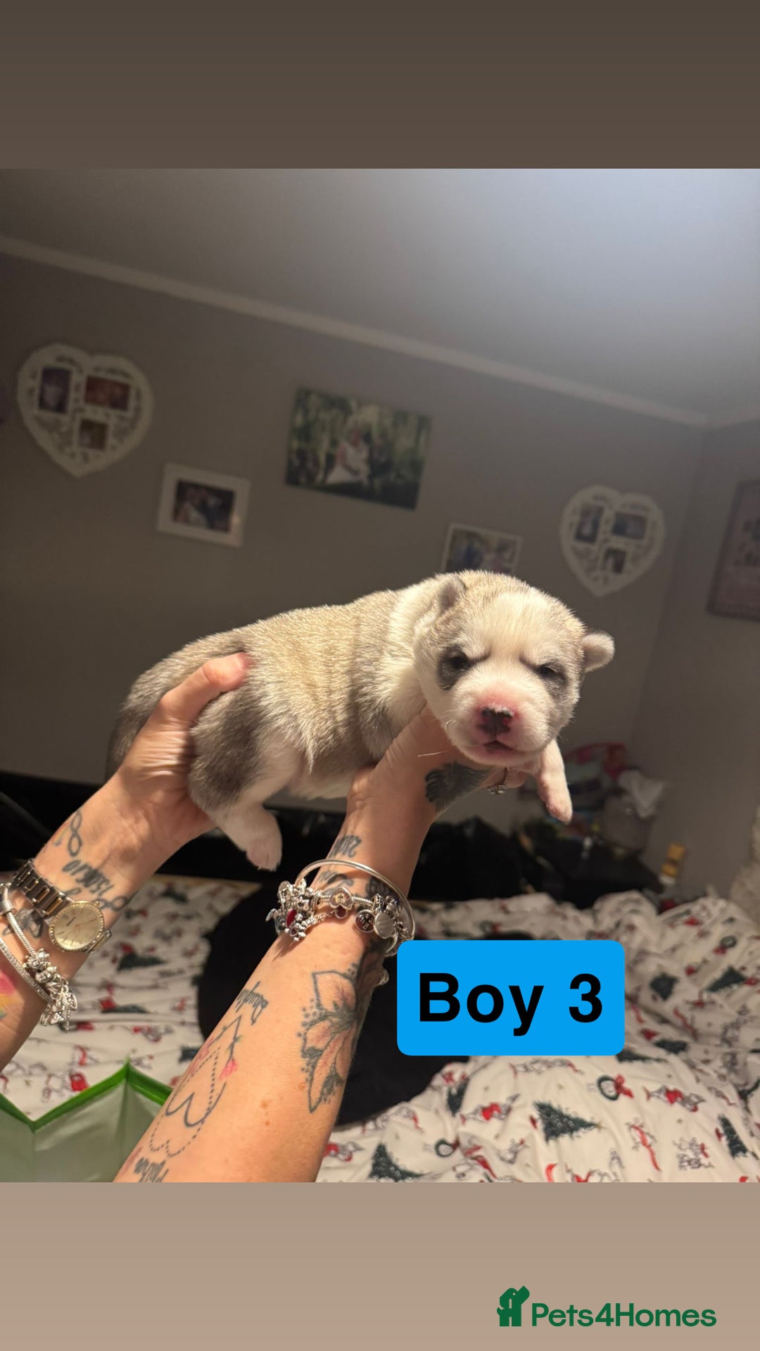 Siberian Husky dogs for sale: Siberian Husky Pups  - Advert 3